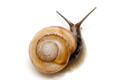 Caucasotachea calligera Megri, Armenia, adult, import, 32mm